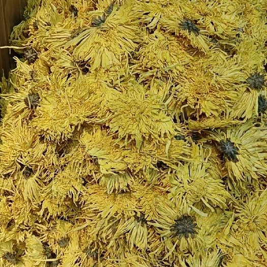 成都金丝皇菊花