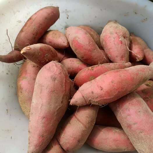 连城县红薯