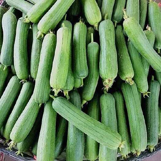 德阳丝瓜 肉丝瓜