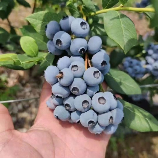 泰安蓝莓苗批发 当年结果蓝莓苗  分枝蓝莓苗