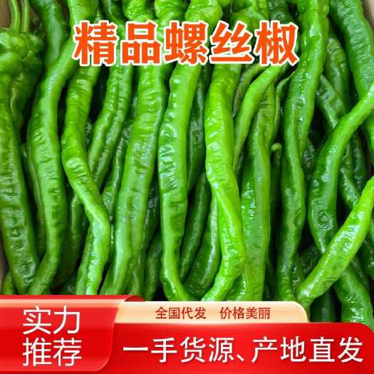 保山精品螺丝椒、航椒2号、大量上市