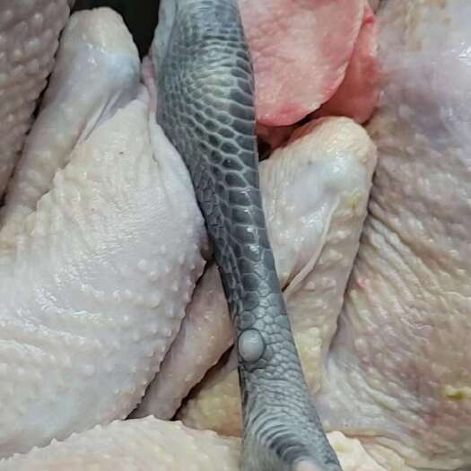 临邑县白条鸡