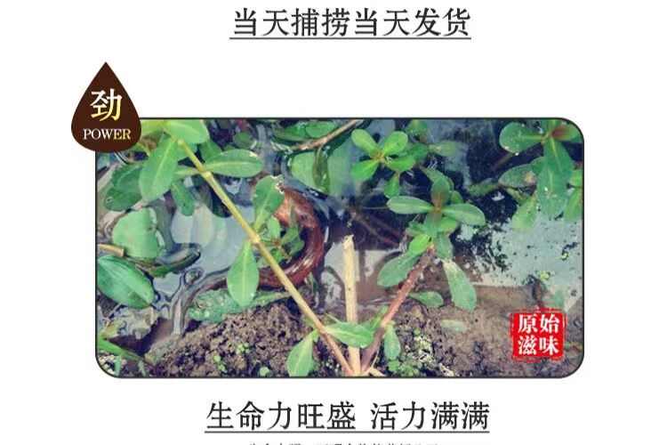 微山湖生态泥鳅淡水大板鳅活体鱼青鳅黄鳅鱼现杀滋补炖汤老人补钙