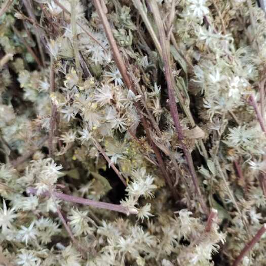 玉林批发一支黄花