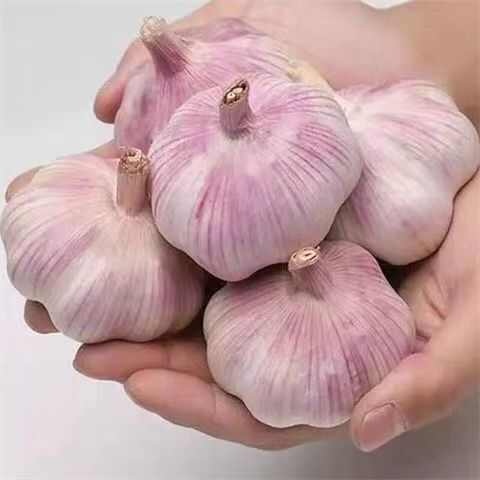 镇平县2025新产干大蒜紫皮干蒜精选大蒜包邮干大蒜净重一件代发包邮