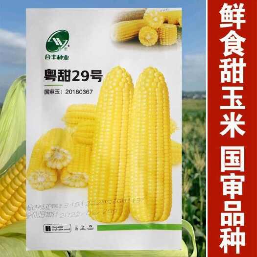 沭阳县粤甜29号水果玉米种子早熟超甜生吃特大玉米种籽