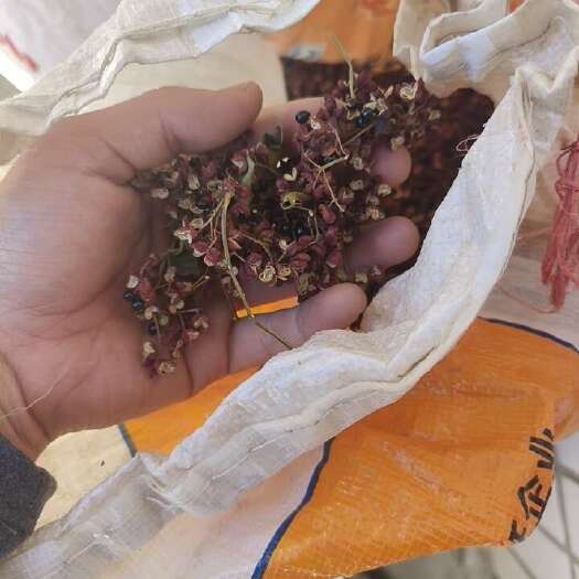 安阳县大红袍花椒，自己家种的