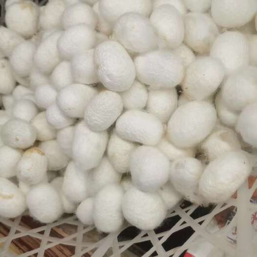 桐乡市桑蚕双宫茧 专业供应