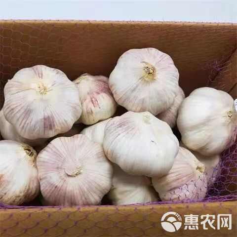 2024新产干大蒜紫皮干蒜精选大蒜包邮干大蒜一件代发