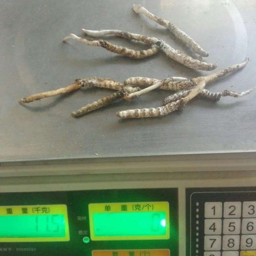冬虫夏草滋补药材干货大条批发零售价格优惠自己山上采挖放心质量