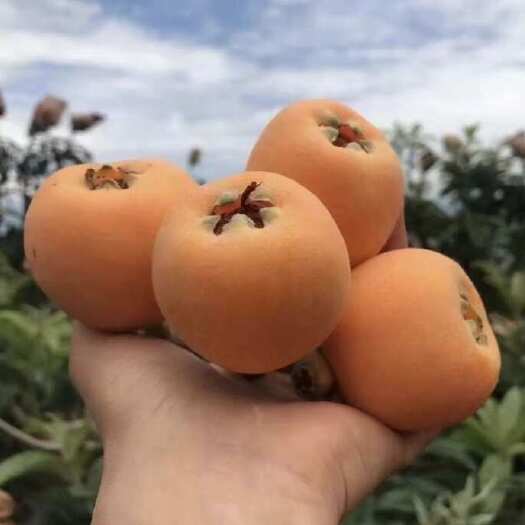 汉源县四川五星枇杷