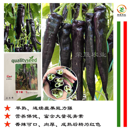 寿光市紫羊椒一号黑紫色辣椒种子特色花青素紫色辣椒尖椒羊角椒辣椒种籽