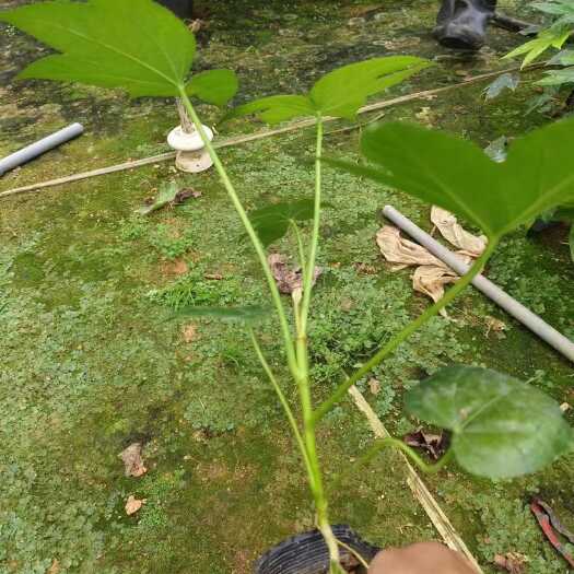 漳平市10杯的八角金盆供货中，基地直发
