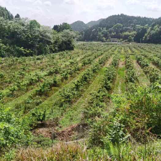 西充县四川南充西充县沃柑园转让