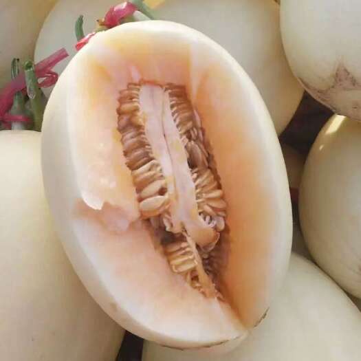 莘县红金蜜甜瓜