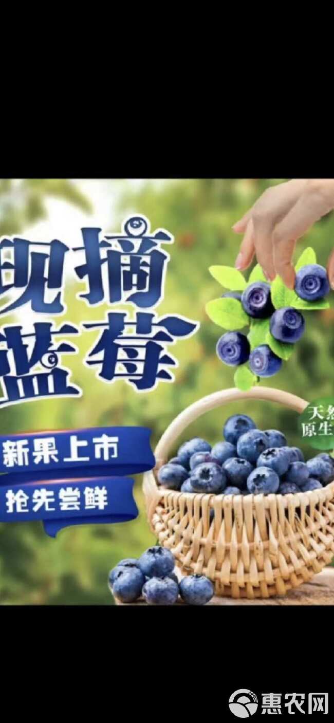 薄雾 莱克西￼ 绿宝石￼ 这几个品种 果粉好 好吃 营养丰富