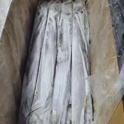 成都带鱼
