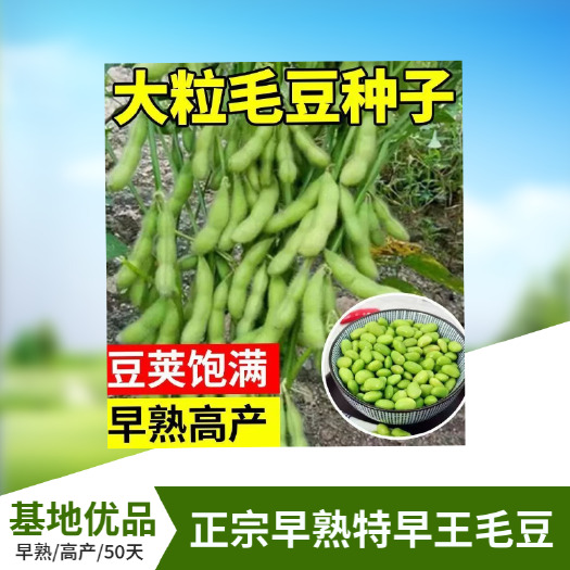 武汉基地大面积可种早熟毛豆种子特早王50天毛豆种子早熟毛豆种子