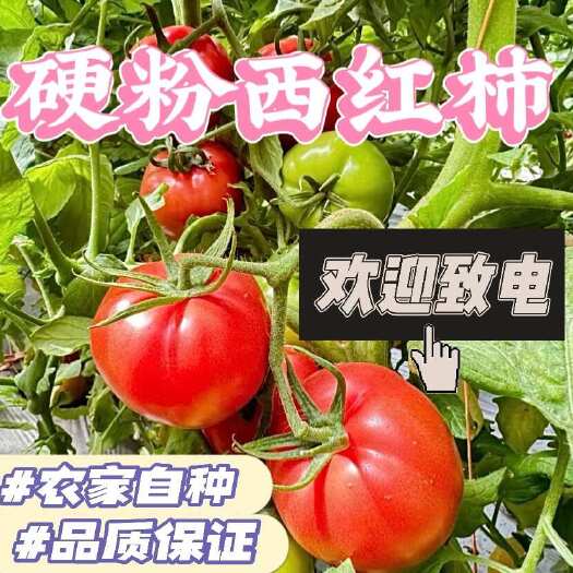 西红柿