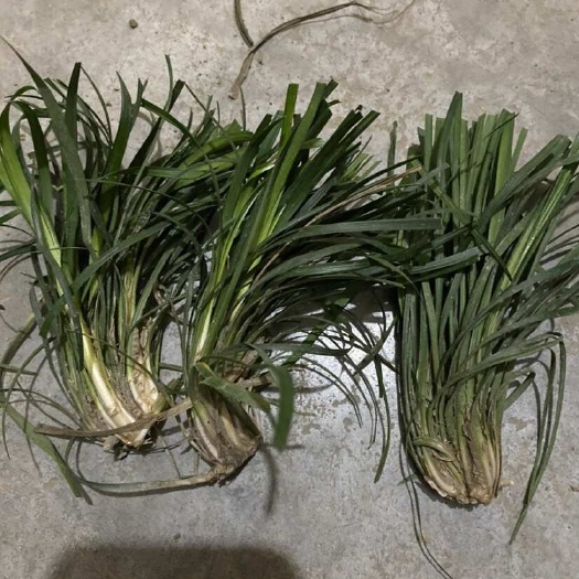 优质麦冬种苗四川绵阳直供 安全速发
