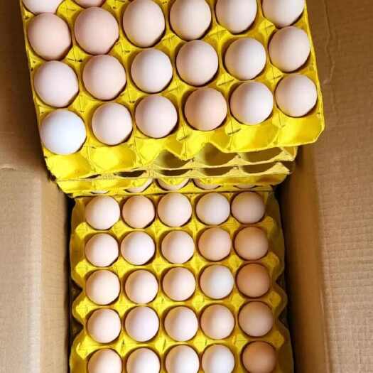 武汉鲜鸡蛋 粉壳蛋135一件360枚 现捡现发。一手货源。
