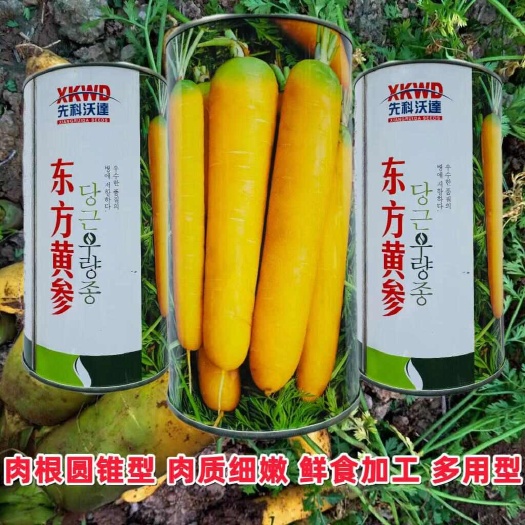 黄胡萝卜种子东方黄参黄胡萝卜种子