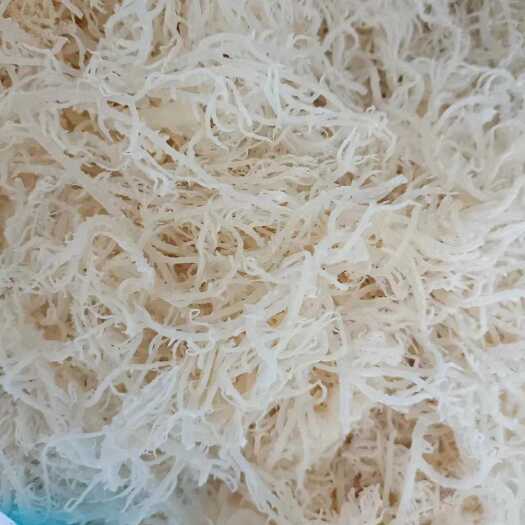 滕州市石花菜，龙须菜，厂家直销，质优价廉