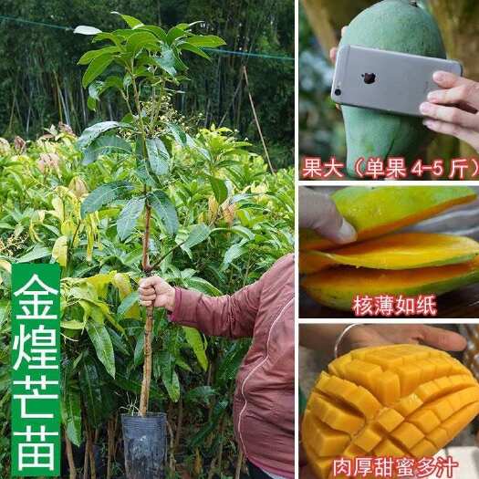 灵山县金煌芒果苗