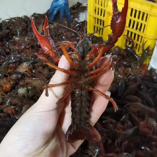 潜江市一手货源 潜江精品小龙虾 硬炮头9钱以上 肉质鲜美