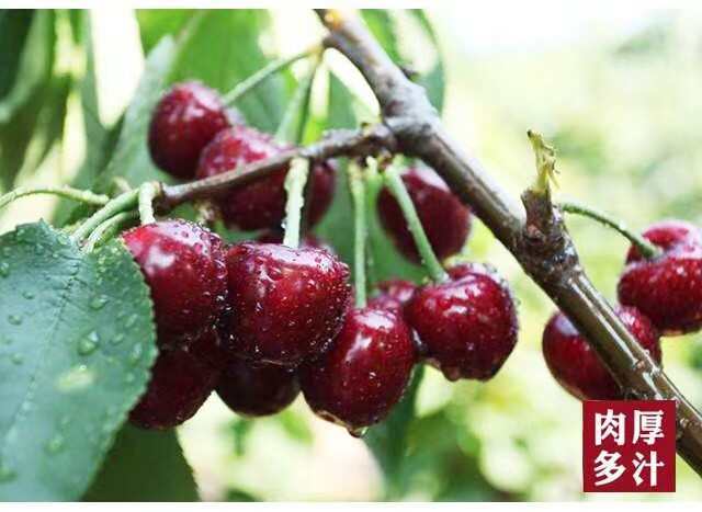 绥中县产地大樱桃，自家果园，俄八红灯等等，可一件代发货