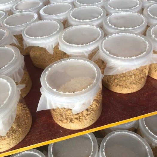 望谟县优质黑水虻虫卵