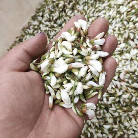 临朐县洋槐花