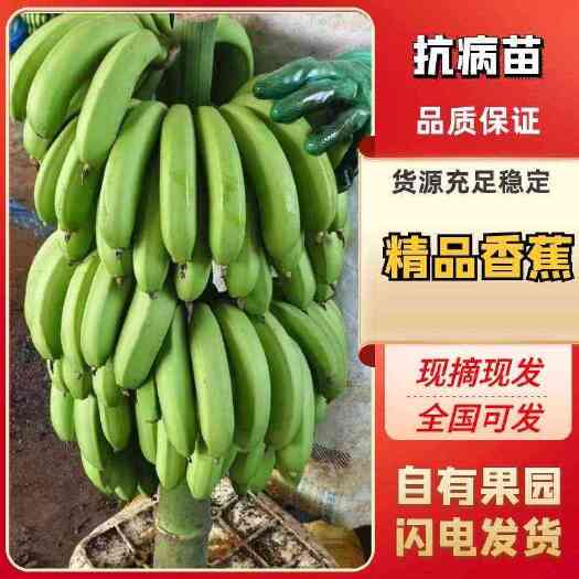 蒙自市云南甜香蕉  货源稳定 不受寒