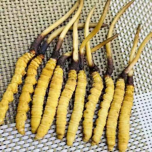 拉萨【西藏产地直发】一手货源，精品虫草，量大价优，品质保障
