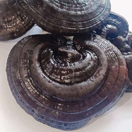 冠县紫灵芝，源头厂家直销，价格实惠，质量保证40到60克一朵