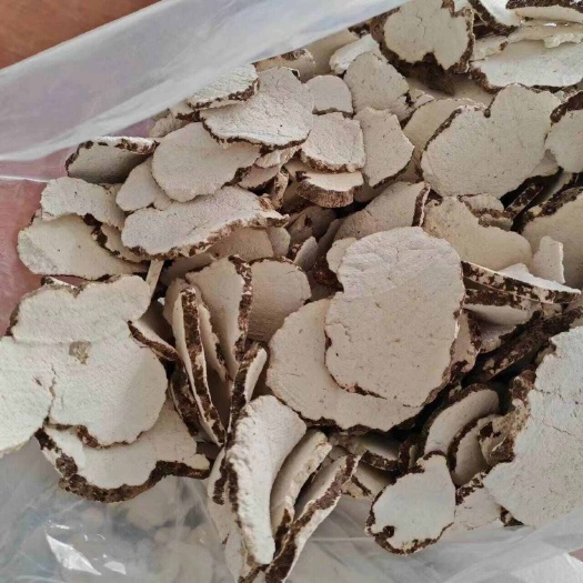 虎乳菌 虎乳灵芝 虎奶姑 产地直销 一手货源 量大从优