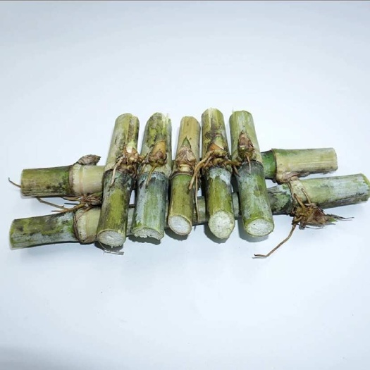 精品5号皇竹草耐寒耐旱适合各种地形种植 现砍现发￼98%成活