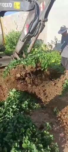 泰安草莓苗