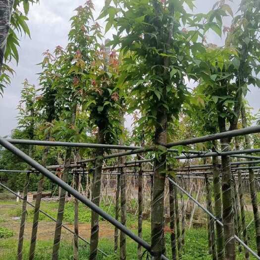 揭阳大量出售5-6分枫香需要老板联系