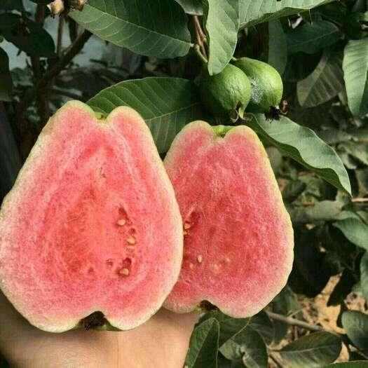 廉江市芭乐番石榴