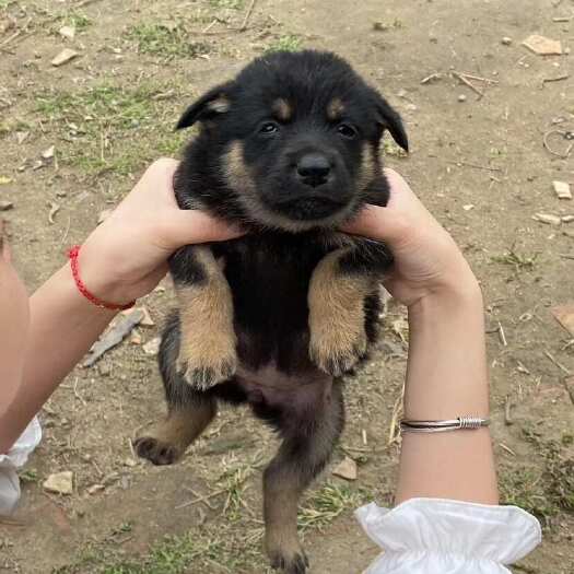 狗