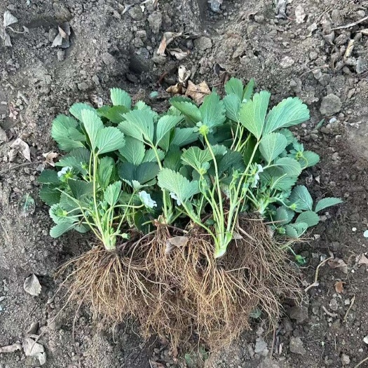 泰安黑珍珠草莓苗基地直发脱毒育苗一代苗生产苗补发送技术