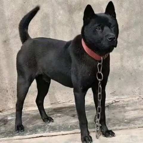 狗
