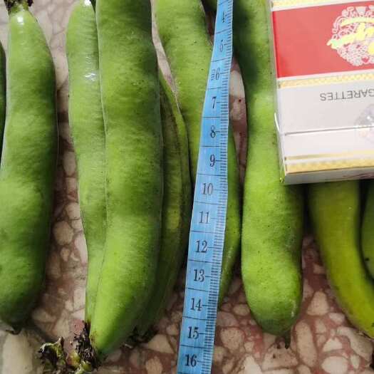 洋县陕西蚕豆大量上市，个头大颜色绿，颗粒饱满。