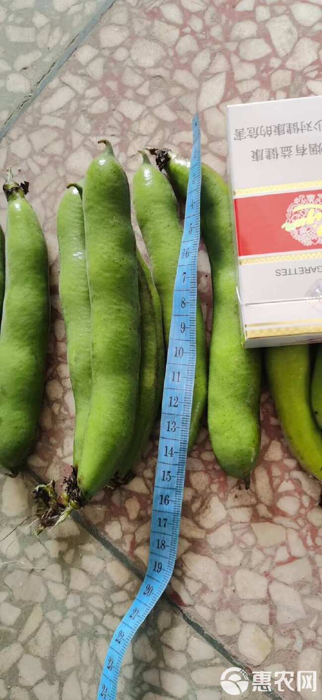 陕西蚕豆大量上市，个头大颜色绿，颗粒饱满。