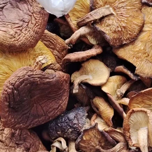 金秀县广西大瑶山野生香菇