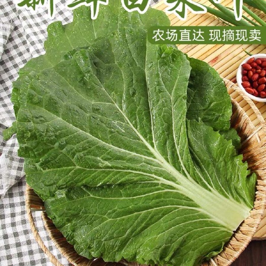 四平白菜