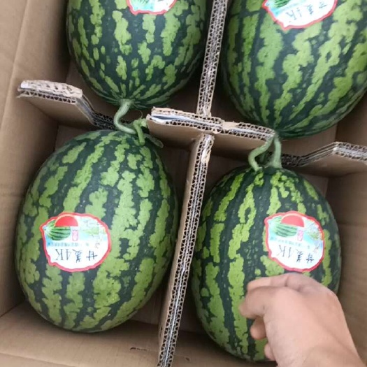 渭南甘美四k  皮薄瓤甜  产地价格 品质保证直供市场商超