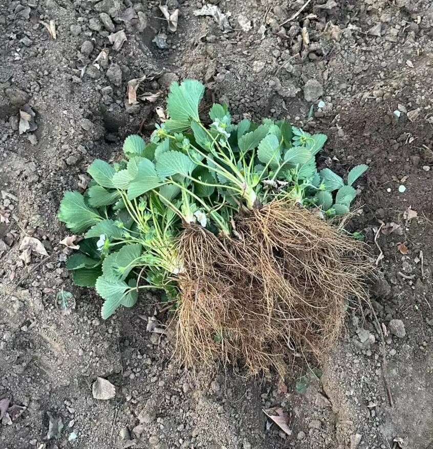 建德红草莓苗基地现挖现发脱毒育苗一代苗生产苗