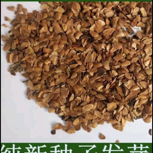 秦皇岛香椿苗种子35一斤